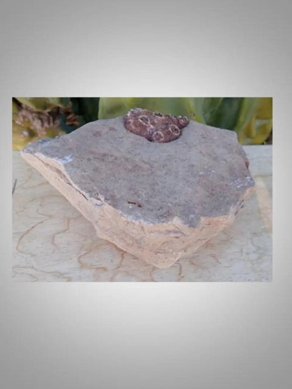 fossilized horn coral from Arizona